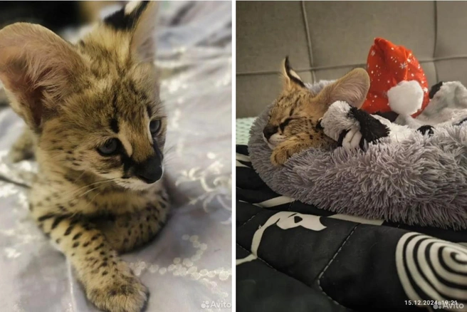 Котенок напоминает дикого зверя | Источник: Марина / Avito.ru