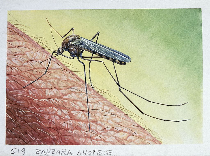 Первая в мире вакцина от малярии будет испытана в 2018 году