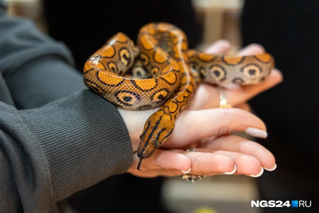 Малышка была ледяной  | Источник: Мария Ленц / NGS24.RU