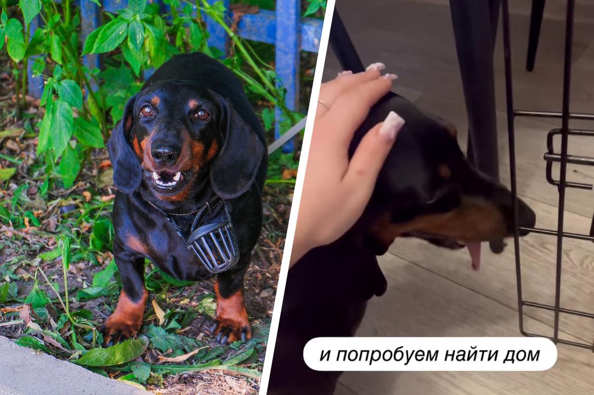 «Меня бросили и от страха я могу покусать вас»: злую таксу, привязанную к забору пермского детсада, забрали на передержку