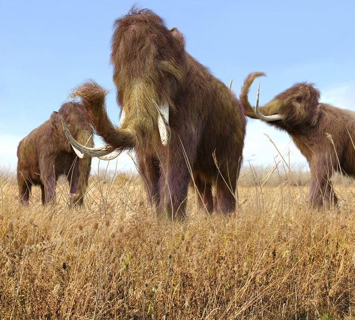 В Арктике найдены останки мамонтов, позволяющие возродить вид