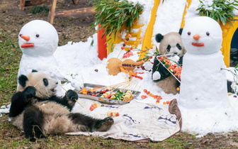 Панды из зоопарка Чунцина отмечают Новый год