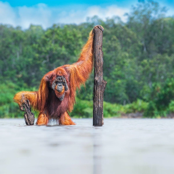 Источник: Thomas Vijayan / World Nature Photography Awards 2021