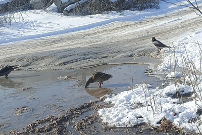 Волгоградские утки пьют из опасного канализационного ручья