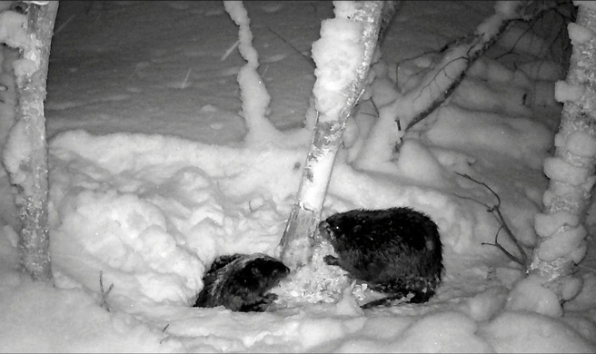 Источник: Каждой твари по паре / Telegram