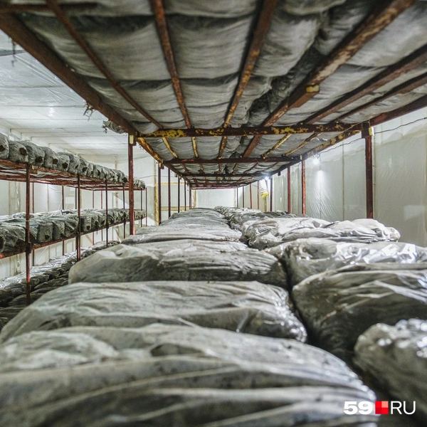 Источник: Тимофей Калмаков / 59.RU