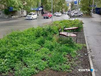 «Вывезли КАМАЗ травы». Жители Читы пожаловались на заросли сорняков на цветочной клумбе города | Источник: очевидец