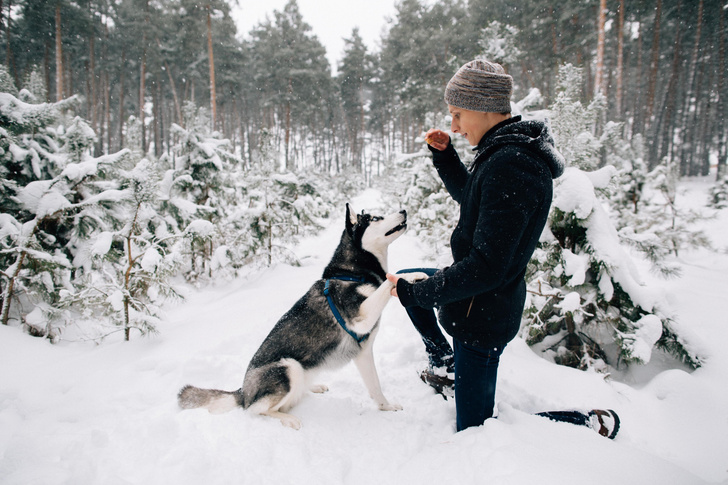Мороз и лапки: можно ли гулять с собакой, когда на улице -30 °С