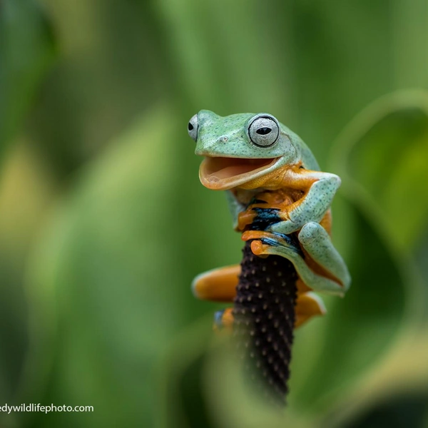 Источник: Dikky Oesin / Comedy Wildlife Photography Awards 2021