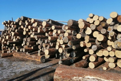 Дело о вырубке леса вернули прокурору в Забайкалье