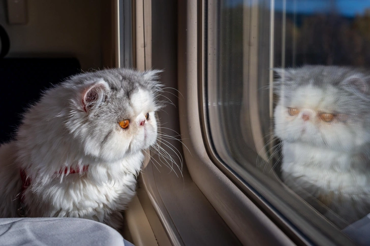 Кот в поезде | Источник: mika_mgla/Shutterstock/Fotodom.ru