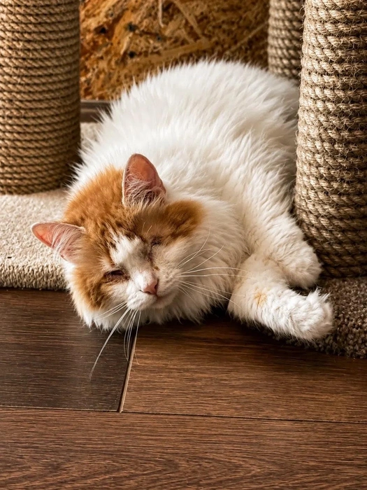 Посмотрите на этот комок пушистого счастья! | Источник: Котейня «ЧуКОТка» | котокафе Самара