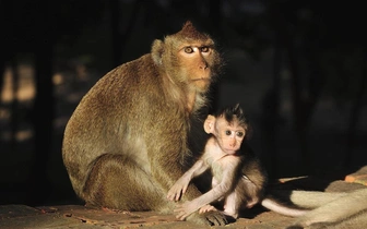 Вид обезьян, на которых проводят опыты, признали вымирающим. На что это повлияет и почему недовольны ученые?