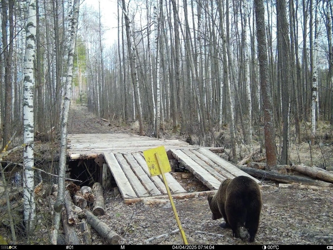 Медведь выходит из зимней спячки | Источник: А. А. Гореловский / Керженский заповедник