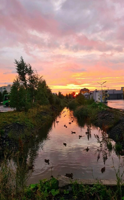 Утки плавают в водоеме в ЖК «Апрель» | Источник: Читатель 72.RU