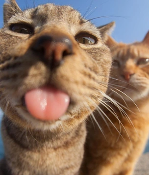 Самые смешные фото котов-дружбанов за всю историю комического конкурса Comedy Pet Photography Awards