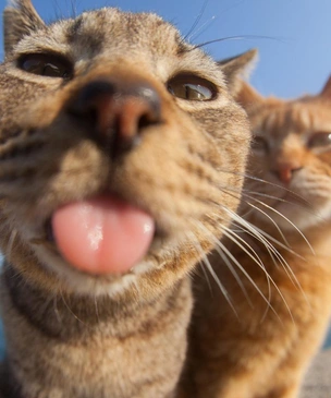 Самые смешные фото котов-дружбанов за всю историю комического конкурса Comedy Pet Photography Awards