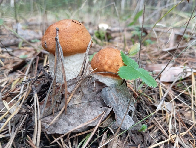 Екатеринбуржцы вышли в лес в последний день лета — что они там нашли? | Источник: Дары лесов Урала. Грибы Екатеринбурга и области / Vk.com