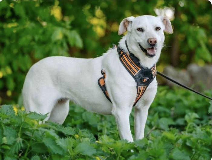 Источник: приют «Печатники»