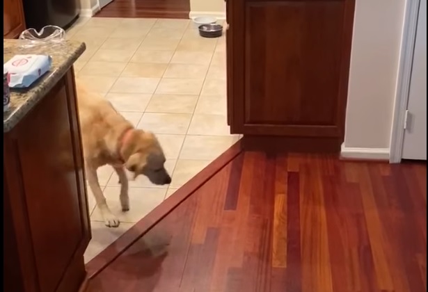 Собака, боящаяся деревянных полов, нашла изящный выход из ситуации (видео)