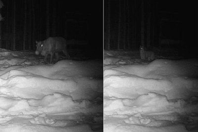 Фотоловушка засняла охоту рыси на оленей в Керженском заповеднике