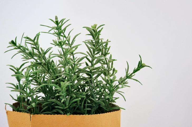 7 домашних растений для борьбы со стрессом