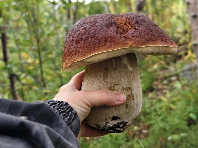 Источник: Оксана Машкина