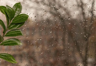 7 вечнозеленых растений, которые можно выращивать на балконе до холодов: советы эксперта