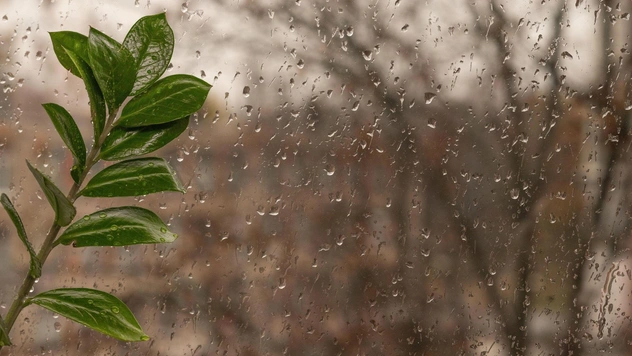 7 вечнозеленых растений, которые можно выращивать на балконе до холодов: советы эксперта