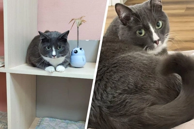 Perm shelter seeks home for chubby cat Stepan