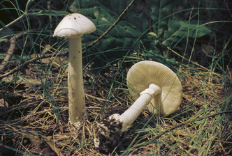 как выглядят ядовитые двойники съедобных грибов