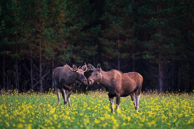 Такое фото нужно отправлять своей второй половинке и спрашивать — Мы? | Источник: Виталий Бодрягин / t.me