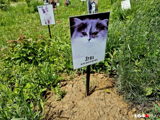 У Луны были большие умные глаза | Источник: Виктория Федорова / 164.RU