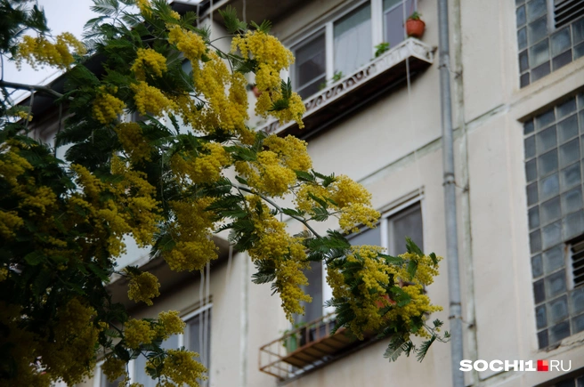 Финальные отголоски цветения мимозы | Источник: Оксана Витязь