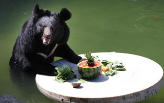 Медведь из корейского зоопарка дегустирует арбуз