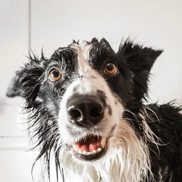 Источник: Bethany Crawford / Comedy Pet Photography Awards