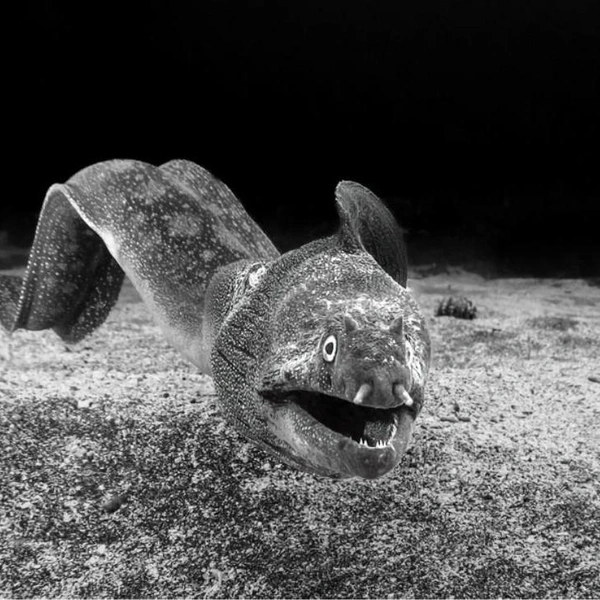 Источник: Fabi Fregonesi / Exposure One Awards 2025