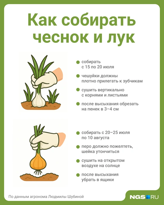 Убирать урожай нужно вовремя | Источник: Юрий Орлов / Городские медиа