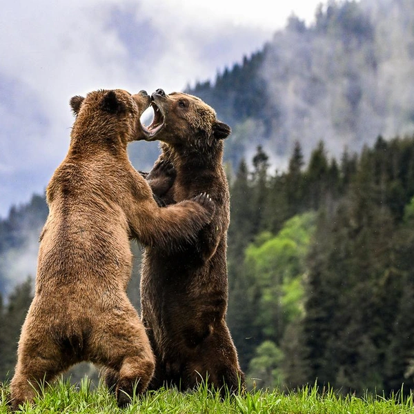 Источник: Jill Hill / Fine Art Photography Awards 2025