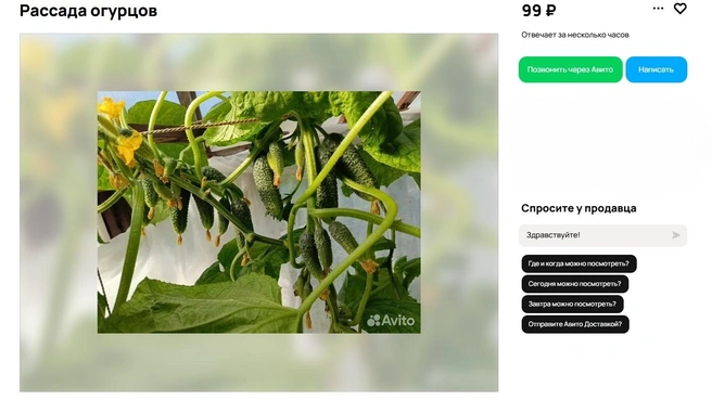 Источник: Avito.ru
