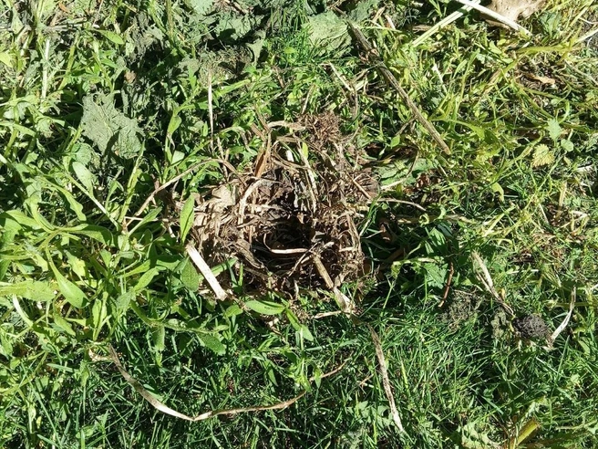 Волонтеры возмущены из-за раннего выкашивания травы в парке | Источник: birdwatching_ekb / Vk.com