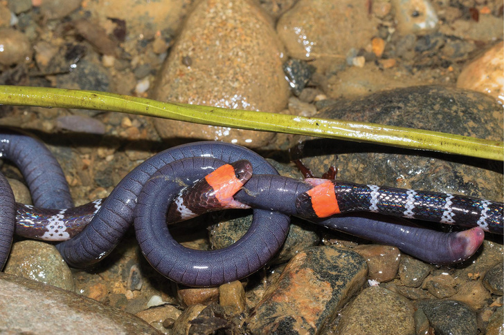 «Перетягивание каната»: посмотрите на уникальное фото коралловых змей из Колумбии