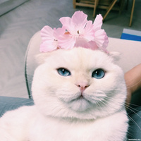 Аватарка Sofia