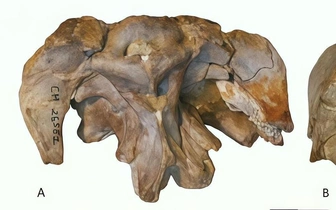 Новый вид динозавров-зауроподов обнаружили в музейном ящике