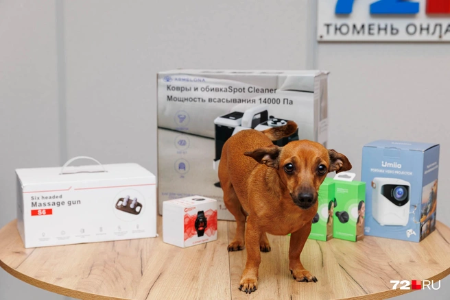 Знакомьтесь, внештатный сотрудник 72.RU&nbsp;— Бася | Источник: Ирина Шарова / 72.RU