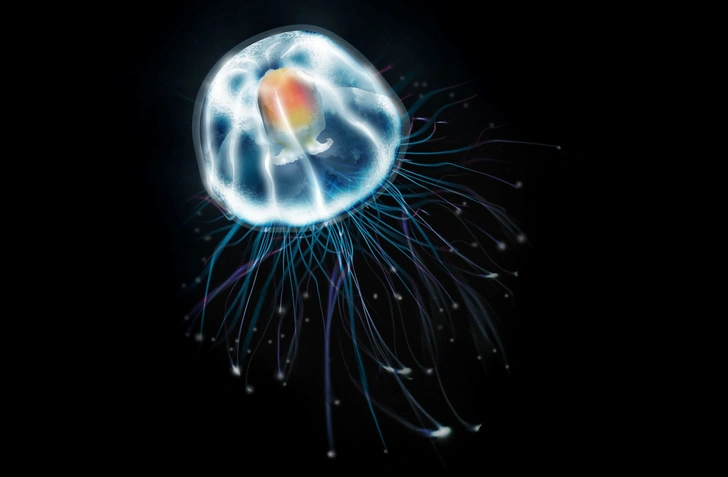 Она победила время: как медуза размером 4 мм научилась быть вечно молодой?