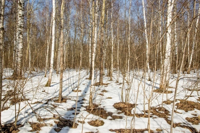 Теплый ветер или череда бед? Чем грозит 6 марта и кто рискует «потерять голову»