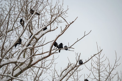 Маврикиев день: почему 7 марта запрещена уборка