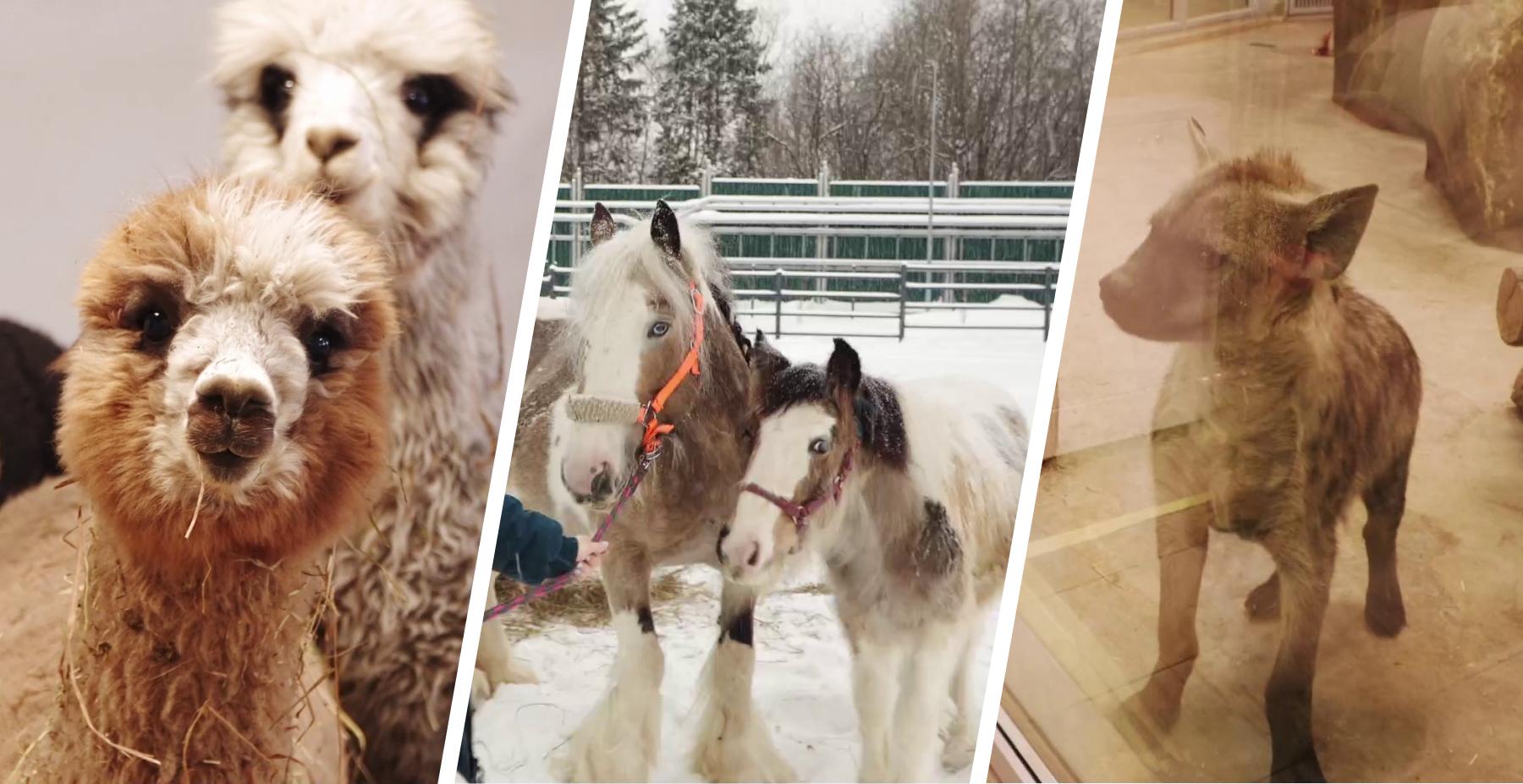 «Их редко встретишь в зоопарках»: губернатор призвал придумать имена гиенам из пермского зоопарка