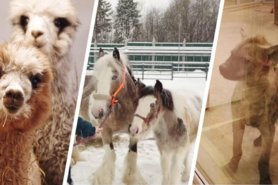 Губернатор призвал назвать гиен в пермском зоопарке